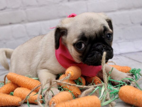 Pug-DOG-Female-Fawn-17010-Petland Wichita, Kansas