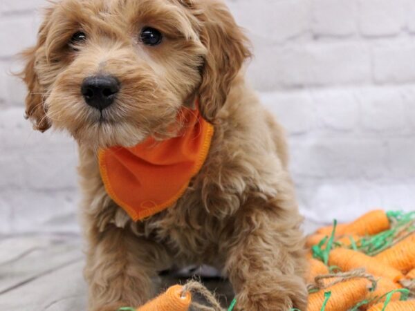 F1B Mini Goldendoodle DOG Male Gold 17012 Petland Wichita, Kansas