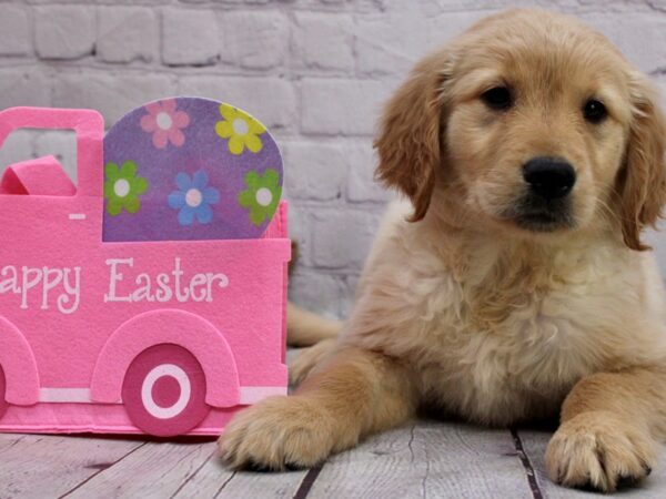 Golden Retriever-DOG-Female-Gold-17013-Petland Wichita, Kansas