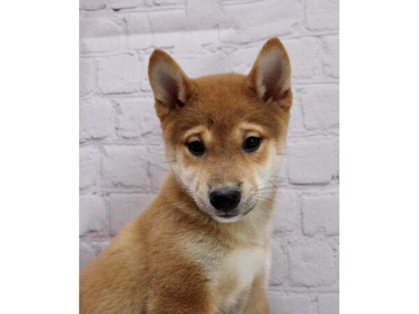 Shiba Inu DOG Male Red Sesame 17016 Petland Wichita, Kansas