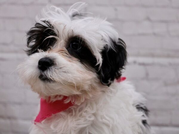 Lhasa Poo-DOG-Female-Black & White Parti-16959-Petland Wichita, Kansas