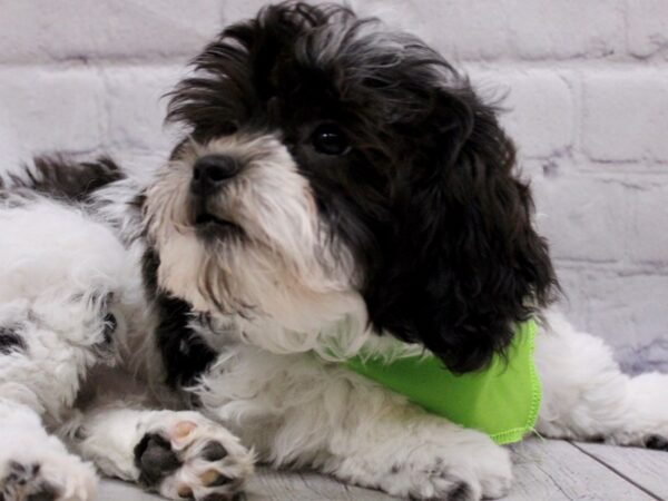 Lhasa Poo DOG Male Black & White Parti 16938 Petland Wichita, Kansas