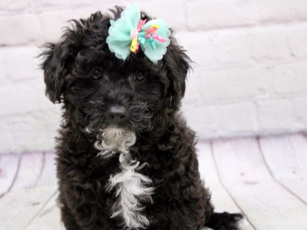 Miniature Poodle DOG Female Black & White 17031 Petland Wichita, Kansas