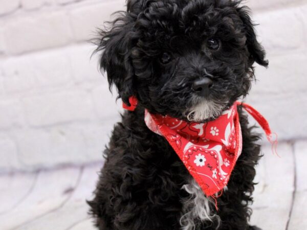 Miniature Poodle DOG Male Black & White 17030 Petland Wichita, Kansas