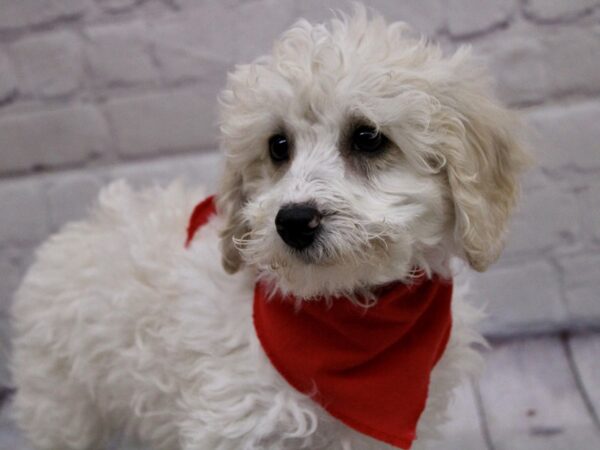 Miniature Poodle DOG Male Cream & White 17029 Petland Wichita, Kansas