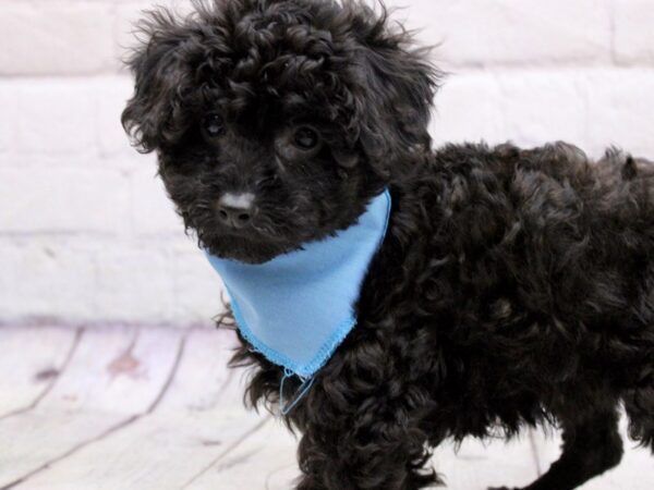 Miniature Poodle DOG Male Black 17028 Petland Wichita, Kansas