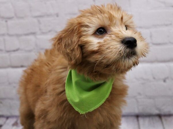 Soft Coated Wheaten-DOG-Male-Wheaton-17026-Petland Wichita, Kansas