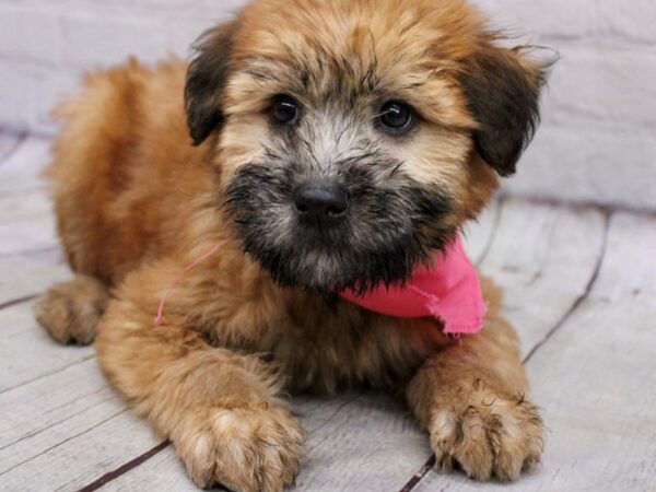 Soft Coated Wheaten-DOG-Female-Wheaton-17027-Petland Wichita, Kansas