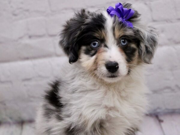 Miniature Australian Shepherd-DOG-Female-Blue Merle-17025-Petland Wichita, Kansas