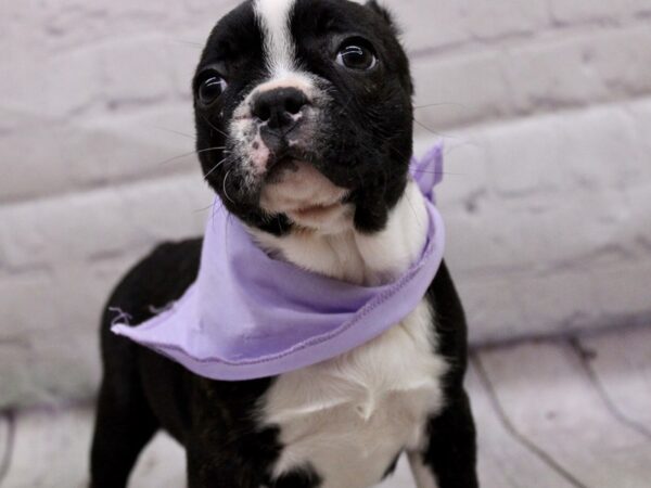 Boston Terrier DOG Female Black & White 17024 Petland Wichita, Kansas