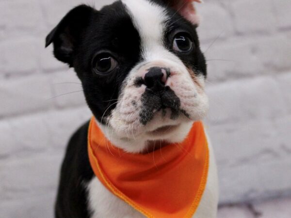 Boston Terrier DOG Male Black & White 17023 Petland Wichita, Kansas