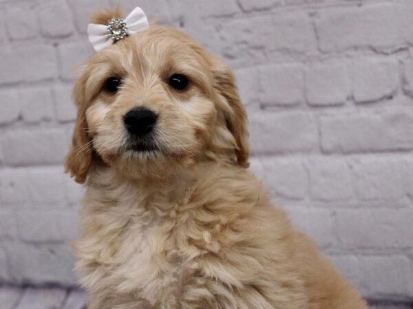 Mini Goldendoodle DOG Female Gold 17022 Petland Wichita, Kansas