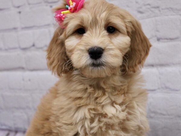 Mini Goldendoodle-DOG-Female-Gold-17021-Petland Wichita, Kansas