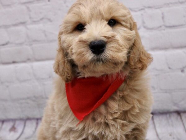 Mini Goldendoodle-DOG-Male-Champagne-17020-Petland Wichita, Kansas