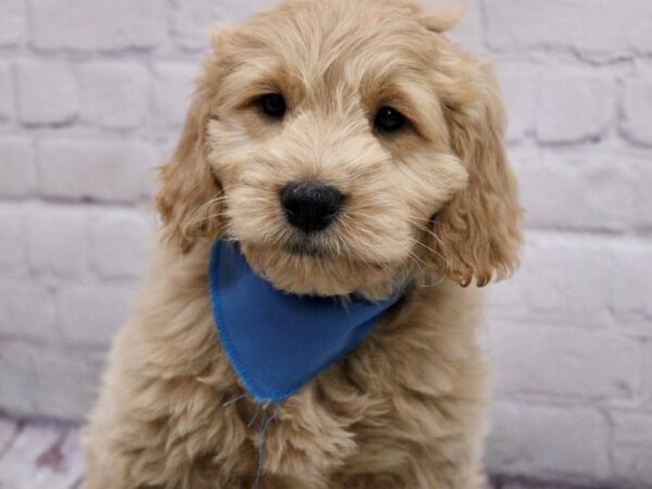 Mini Goldendoodle-DOG-Male-Champagne-17019-Petland Wichita, Kansas