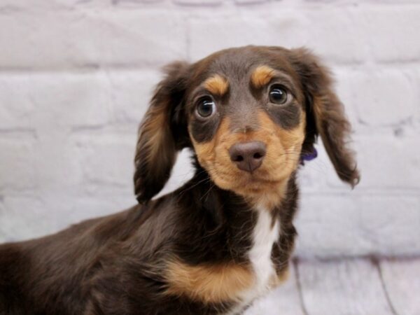 Miniature Dachshund-DOG-Female-Chocolate & Tan-17063-Petland Wichita, Kansas
