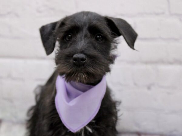 Miniature Schnauzer DOG Female Black 17062 Petland Wichita, Kansas