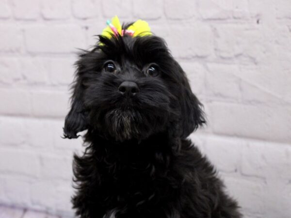 Cockapoo DOG Female Black 17057 Petland Wichita, Kansas