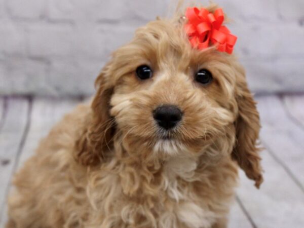 Cockapoo DOG Female Gold 17056 Petland Wichita, Kansas