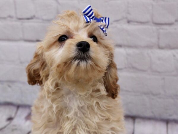 Cockapoo DOG Male Gold 17053 Petland Wichita, Kansas