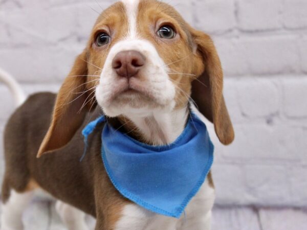 Beagle DOG Male Chocolate Tri 17051 Petland Wichita, Kansas