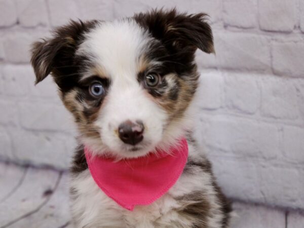 Miniature Australian Shepherd DOG Female Red Merle 17052 Petland Wichita, Kansas