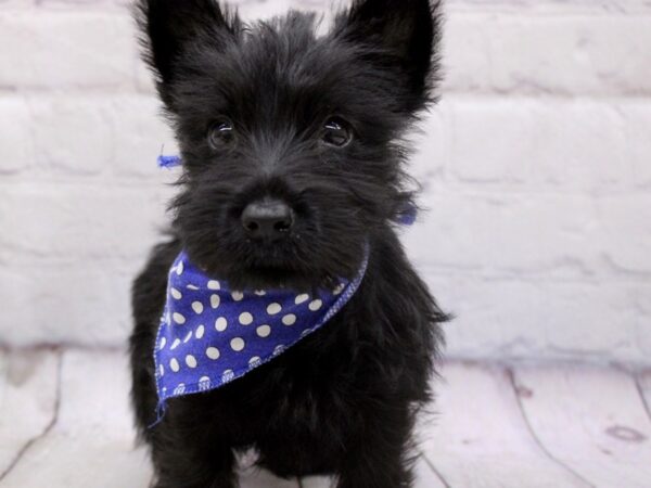 Scottish Terrier DOG Female Black 17048 Petland Wichita, Kansas