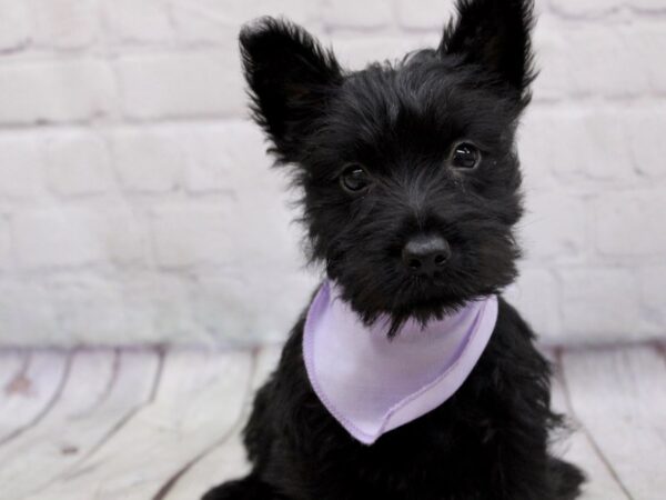 Scottish Terrier DOG Female Black 17047 Petland Wichita, Kansas