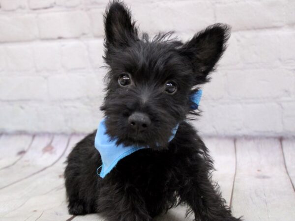 Scottish Terrier DOG Male Black 17046 Petland Wichita, Kansas