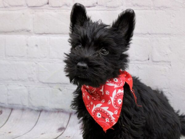 Scottish Terrier DOG Male Black 17045 Petland Wichita, Kansas