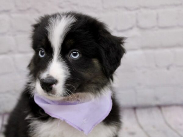 Australian Shepherd DOG Female Tri w/ Blue eyes 17044 Petland Wichita, Kansas