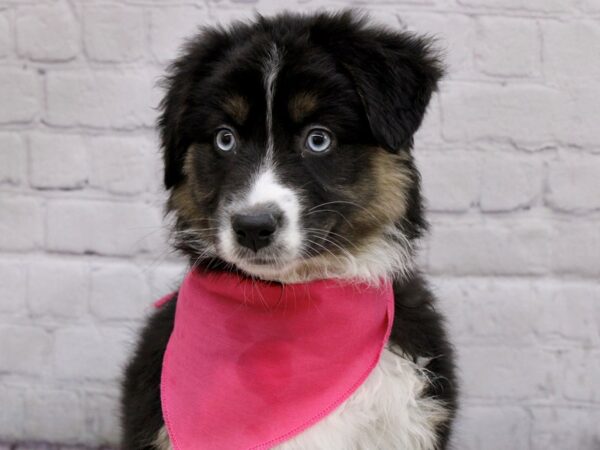 Australian Shepherd DOG Female Tri w/ Blue eyes 17043 Petland Wichita, Kansas