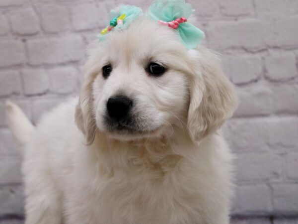 Golden Retriever DOG Female English Cream 17042 Petland Wichita, Kansas