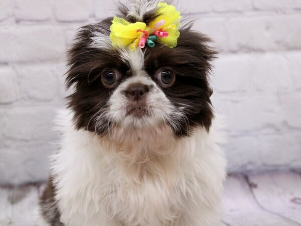 Pekatzu-DOG-Female-Chocolate & White Parti-17041-Petland Wichita, Kansas