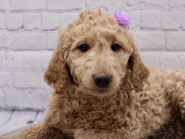 F1B Goldendoodle DOG Female Gold 17038 Petland Wichita, Kansas