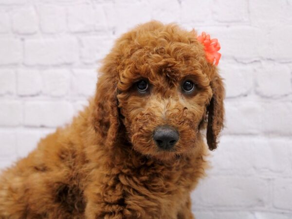 F1B Goldendoodle DOG Female Dark Red 17036 Petland Wichita, Kansas