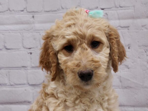 Goldendoodle DOG Female Gold 17035 Petland Wichita, Kansas