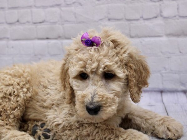 Gold curly hair best sale dog