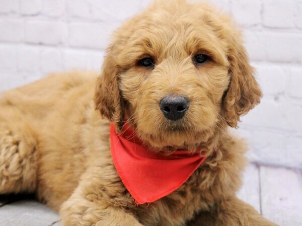 Goldendoodle DOG Male Red 17033 Petland Wichita, Kansas