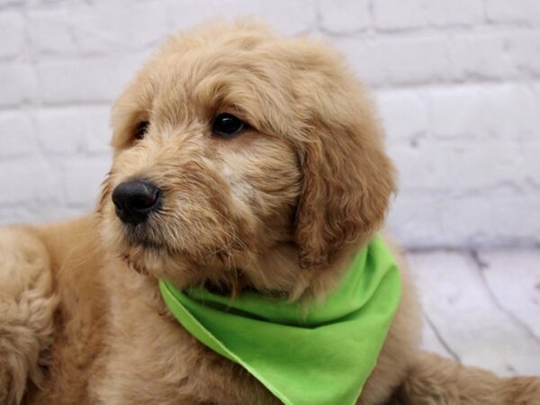 Goldendoodle DOG Male Red 17032 Petland Wichita, Kansas