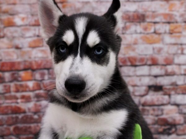 Siberian Husky DOG Female Black & White 17084 Petland Wichita, Kansas