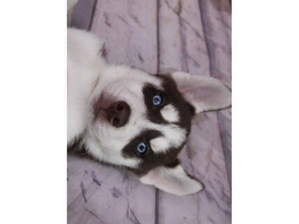 Siberian Husky-DOG-Male-Red & White-17083-Petland Wichita, Kansas