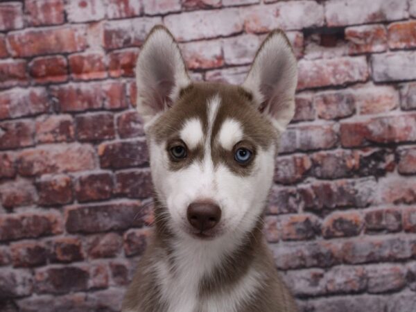 Siberian Husky DOG Female Red & White 17082 Petland Wichita, Kansas