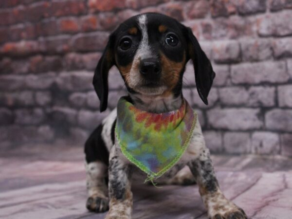 Miniature Dachshund-DOG-Female-Black Tri Piebald-17081-Petland Wichita, Kansas