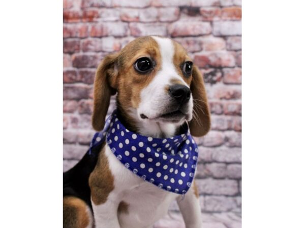 Adopt A Pet Beagle-DOG-Female-Black Tri-17078-Petland Wichita, Kansas