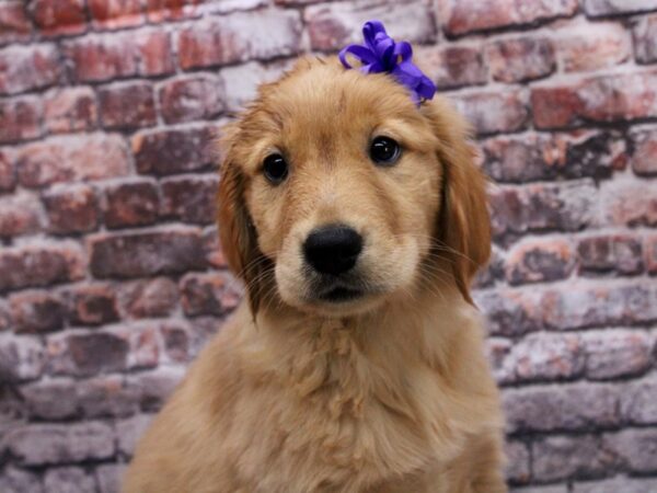 Golden Retriever DOG Female Gold 17072 Petland Wichita, Kansas