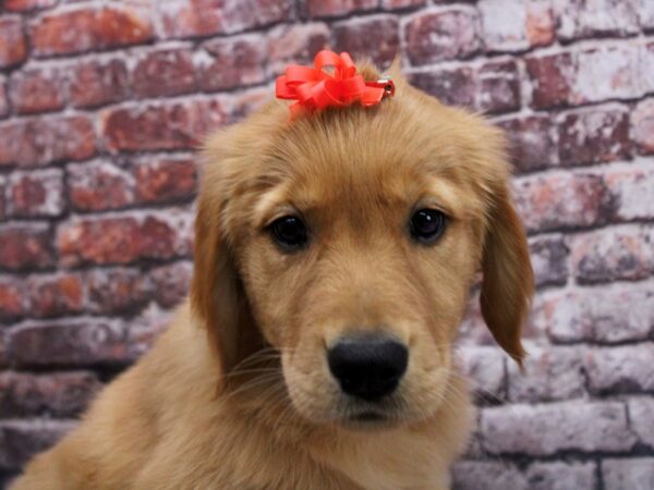Golden Retriever-DOG-Female-Gold-17071-Petland Wichita, Kansas