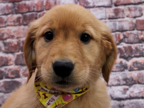 Golden Retriever DOG Female Gold 17070 Petland Wichita, Kansas