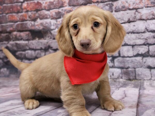 Miniature Dachshund-DOG-Male-Isabella Cream Long Hair-17068-Petland Wichita, Kansas
