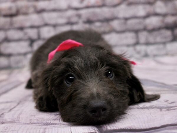 Miniature Dachshund DOG Female Isabella Blue Long Hair 17067 Petland Wichita, Kansas